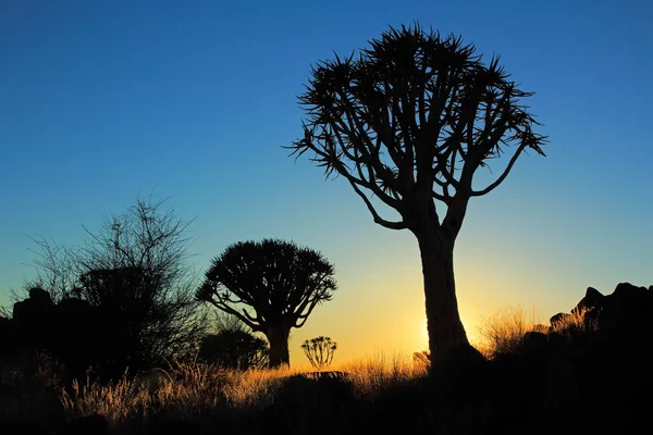 Quiver tree silhouet — Stockfoto