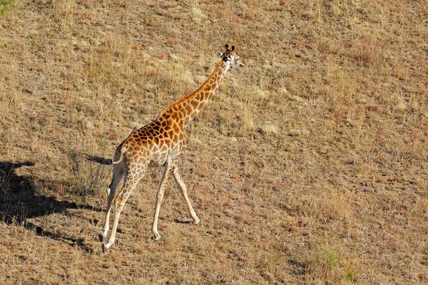 Girafa em execução — Fotografia de Stock