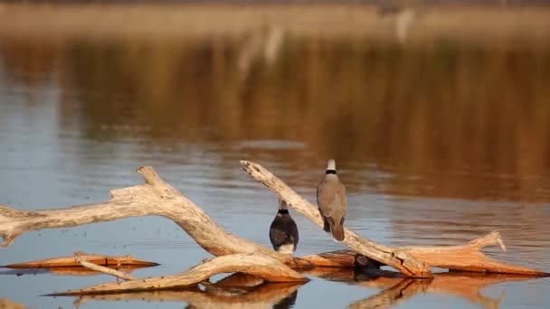 Cape turtle doves — Stock Video