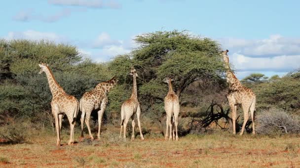 Feeding giraffes — Stock Video