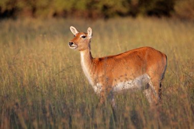 Kırmızı lechwe antilop