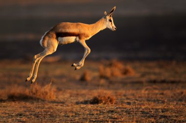 springbok antilop atlama