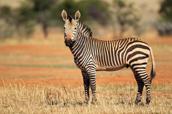 Hartmanns bergzebra — Stockfoto