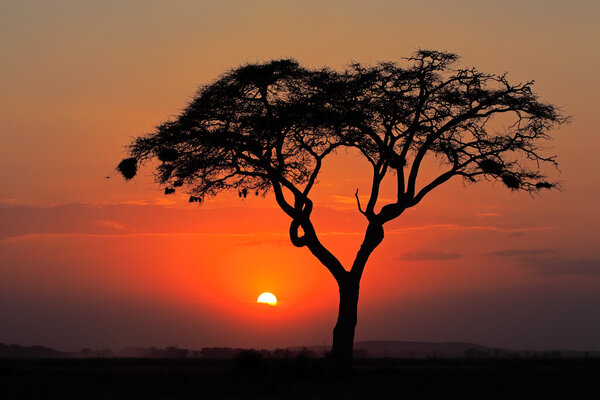 Sunset with silhouetted tree