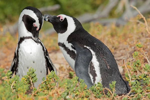 Pingouins africains — Photo