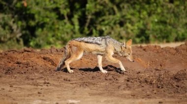 ihtiyatlı bir kara sırtlı çakal