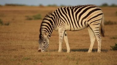 otlak otlatma ovaları zebra