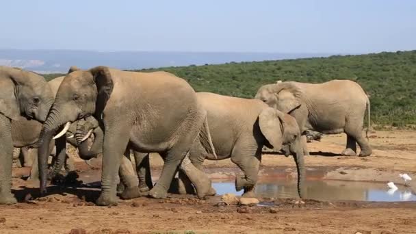 Elefantes africanos interagindo em um buraco de água — Vídeo de Stock