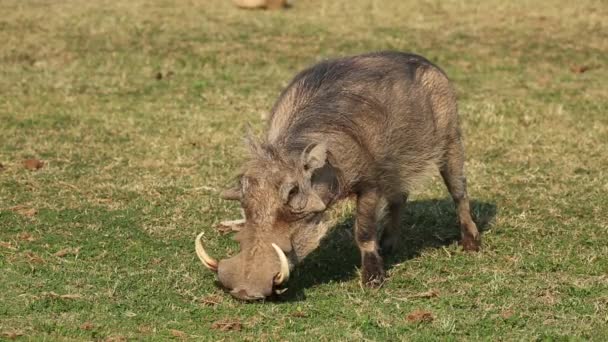 Un phacochère mâle se nourrissant d'herbe verte 