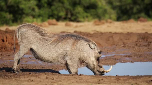 A male warthog drinking water — Stock Video