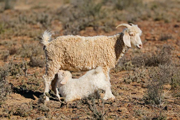 Young Angora Goat Kid Suckling Milk Its Mother Rural Farm — Stock Photo, Image