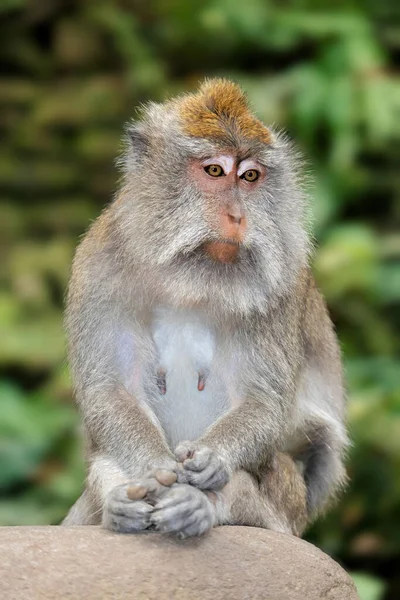 Balinese Langstaartaap Macaca Fascicularis Ubud Bali Indonesië — Stockfoto