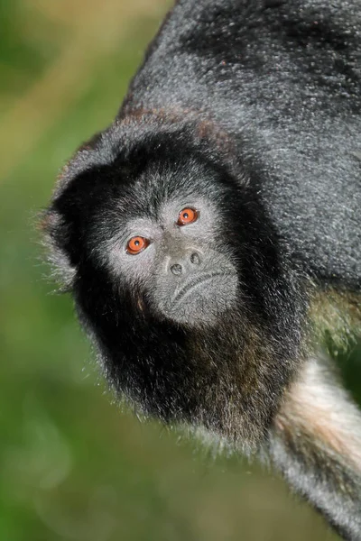 Πορτρέτο Ενός Μαύρου Πίθηκου Howler Alouatta Caraya Στο Φυσικό Περιβάλλον — Φωτογραφία Αρχείου