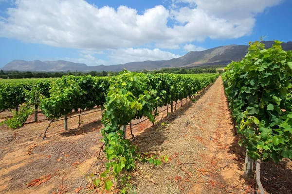 Scenic Landscape Vineyard Backdrop Mountains Cape Town South Africa — Stock Photo, Image