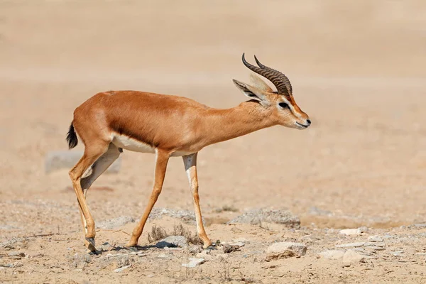 阿拉伯半岛自然栖息地的雄性阿拉伯山地羚羊 Gazella Cora — 图库照片