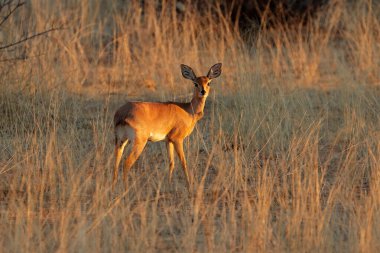 Dişi steenbok antilobu (Raphicerus campestris) doğal yaşam alanında, Güney Afrika