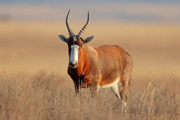 Blesbok Antilop Damaliscus Pygargus Álló Legelő Mountain Zebra Nemzeti Park — Stock Fotó