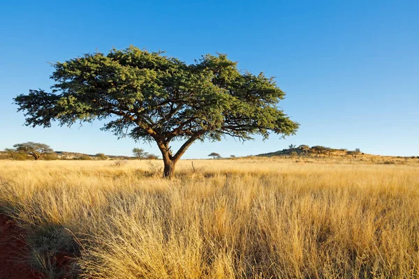 Afrikaanse Kameeldoornboom Vachellia Erioloba Grasland Zuid Afrika — Stockfoto