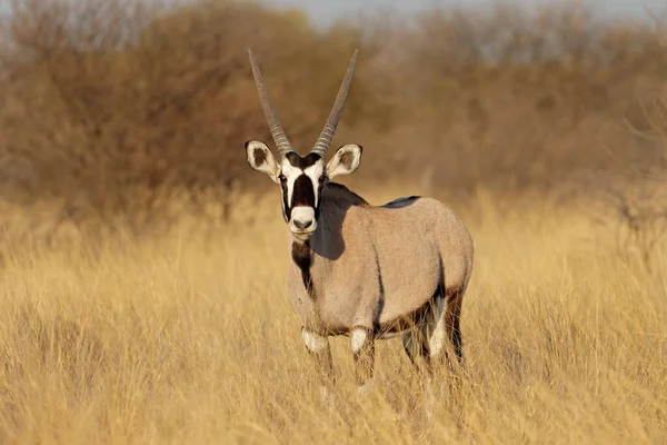 Предупреждающая Гемсбокская Антилопа Oryx Gazella Естественной Среде Обитания Южная Африка — стоковое фото