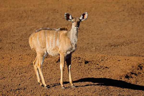 Antílope Kudu Tragelaphus Strepsiceros Hábitat Natural Parque Nacional Mokala Sudáfrica — Foto de Stock