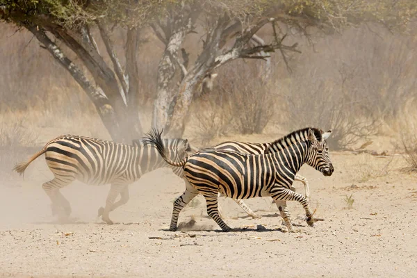 Llanuras Alerta Cebras Equus Burchelli Corriendo Llanuras Polvorientas Sudáfrica —  Fotos de Stock