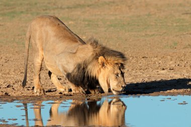 African lion drinking