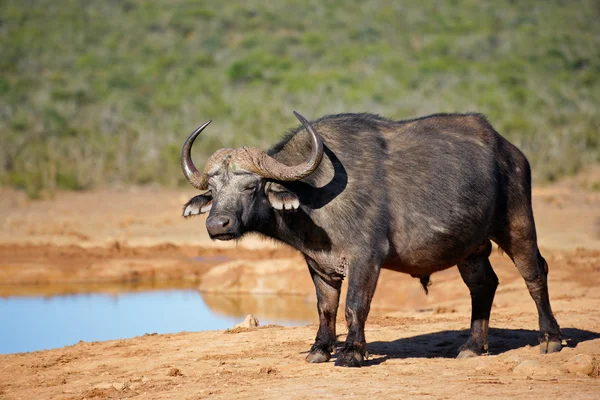 Buvol africký — Stock fotografie