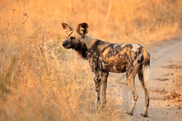 Afrikansk vildhund — Stockfoto