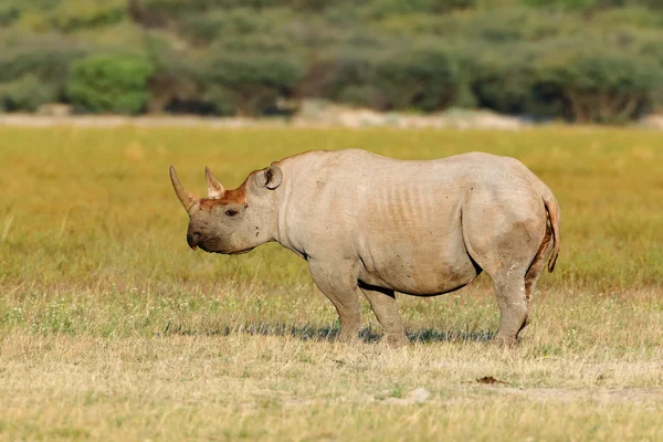 Spitzmaulnashorn — Stockfoto