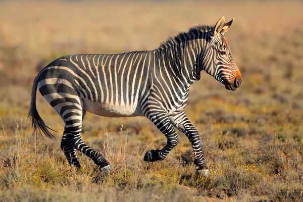 Promontorio montagna zebra — Foto Stock