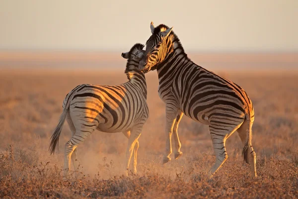 Luta contra zebras — Fotografia de Stock