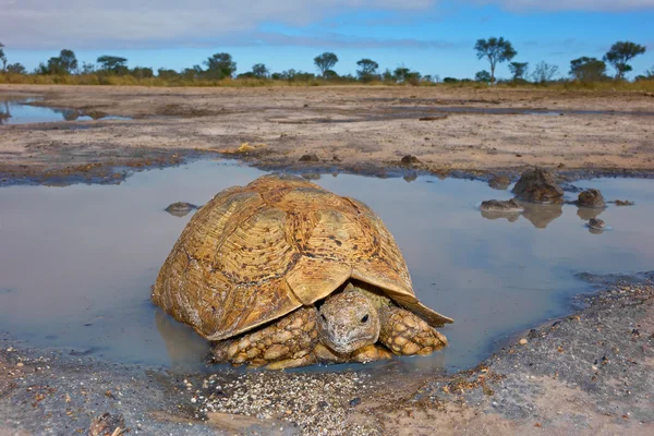 Tortuga leopardo — Foto de Stock