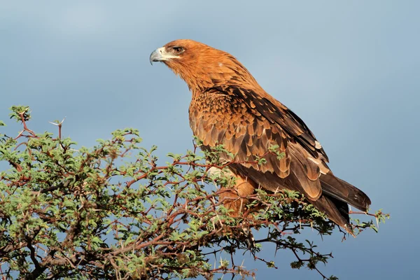 Tawny eagle — Stok fotoğraf