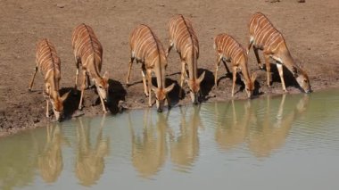nyala antilop içme