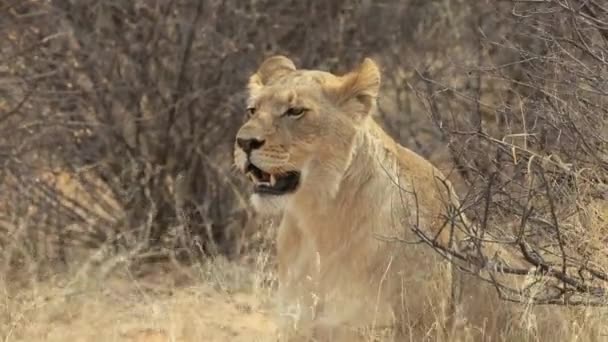 观察她的周围环境 喀拉哈里沙漠 南非警报母狮 非洲狮 — 图库视频影像