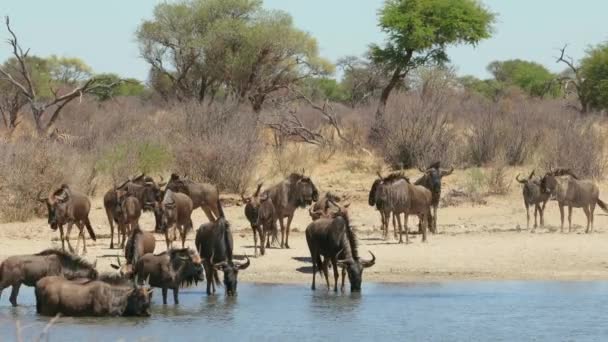 南アフリカ共和国のウォーターホールで飲む青い野生動物 コノシェ タウリヌス の群れ — ストック動画