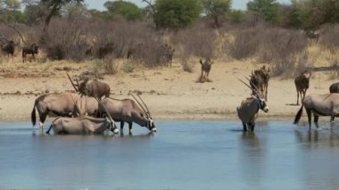 Gemsbok antilopları ve mavi antiloplar Güney Afrika 'daki bir su birikintisinde içiyorlar.