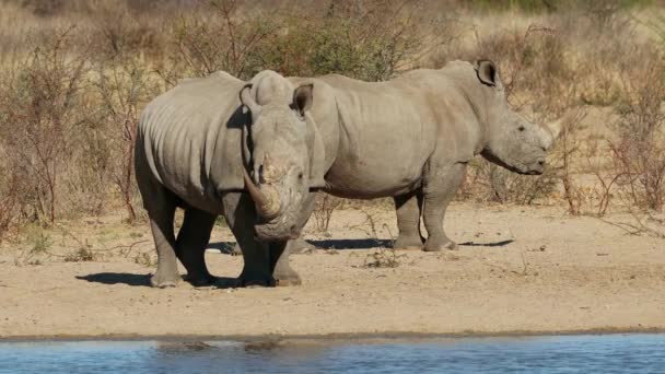 Due Rinoceronti Bianchi Estinzione Ceratotherium Simum Una Pozza Acqua Sud — Video Stock