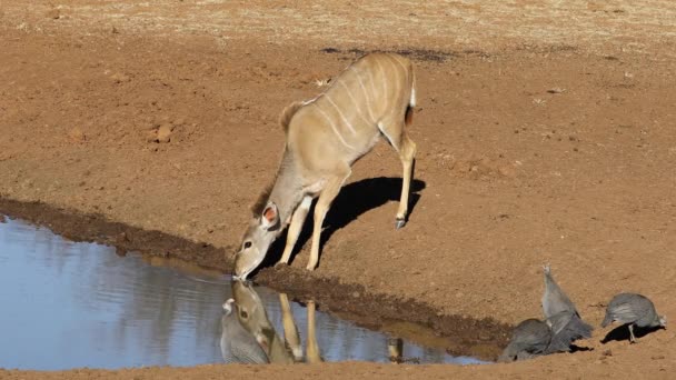 Kudu Antelope Tragelaphus Strepsiceros Helmeted Guineafowls Waterhole Mokala National Park — Stock Video
