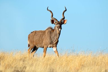 Güney Afrika 'da mavi gökyüzüne karşı erkek antilop (Tragelaphus strepsiceros)