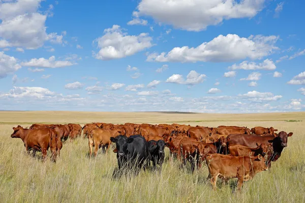 在南非一个农村农场的草原上放养的放牛群 — 图库照片