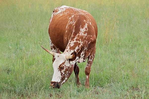 Αγελάδα Nguni Αυτόχθονη Φυλή Βοοειδών Της Νότιας Αφρικής Αγροτικό Αγρόκτημα — Φωτογραφία Αρχείου
