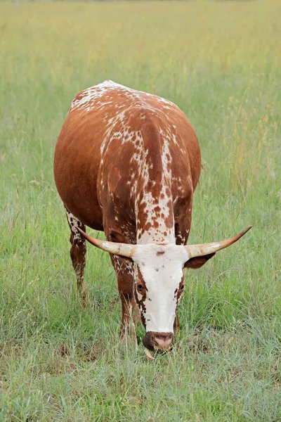 Nguni Koe Inheemse Runderen Ras Van Zuid Afrika Het Platteland — Stockfoto