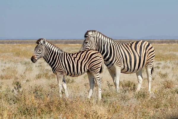 Slättzebror Equus Burchelli Naturlig Livsmiljö Etosha Nationalpark Namibia — Stockfoto