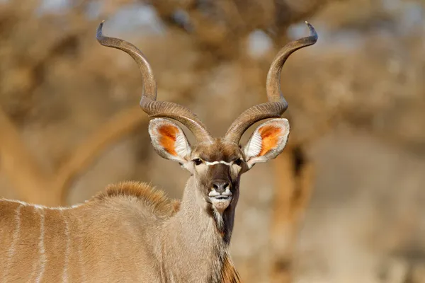 Retrato Grande Antílope Kudu Masculino Tragelaphus Strepsiceros África Sul — Fotografia de Stock