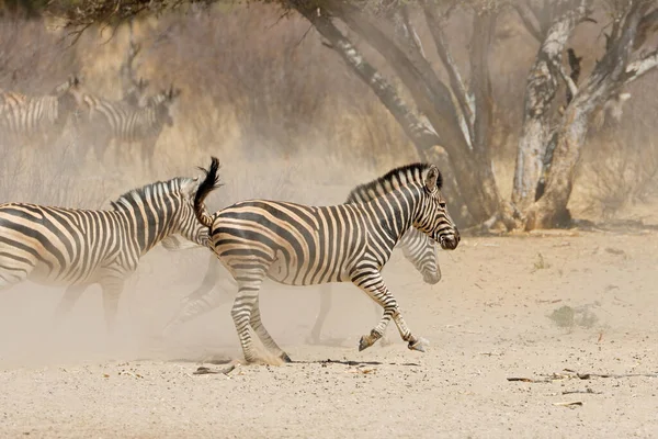 Llanuras Alerta Cebras Equus Burchelli Corriendo Llanuras Polvorientas Sudáfrica —  Fotos de Stock