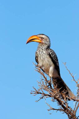 Güney Afrika 'da bir ağaçta tünemiş sarı gagalı bir boynuz gagası (Tockus flavirostris)