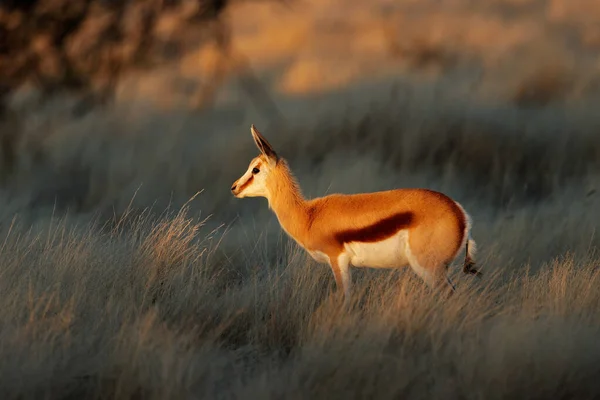Antylopy Springbok Antidorcas Marsupialis Późno Popołudniowe Światło Republika Południowej Afryki — Zdjęcie stockowe