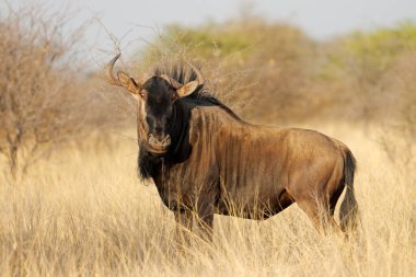 Güney Afrika 'daki doğal yaşam ortamında mavi bir antilop (Connochaetes taurinus)
