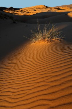 Tüylü bir kum tepeciğindeki çimenler öğleden sonra ışığı altında, Kalahari Çölü, Güney Afrika
